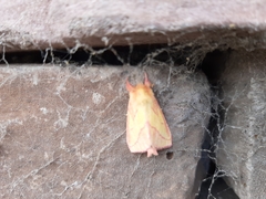 Hyparpax aurora