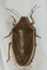 Chlorochroa senilis