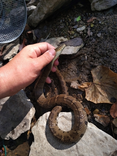 Common Watersnake