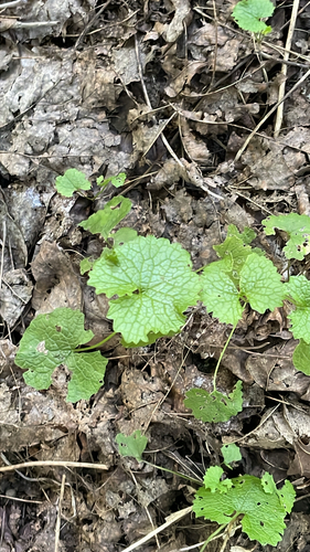 garlic mustard