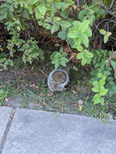 Eastern Gray Squirrel