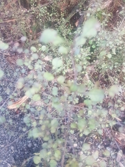 Coprosma spathulata
