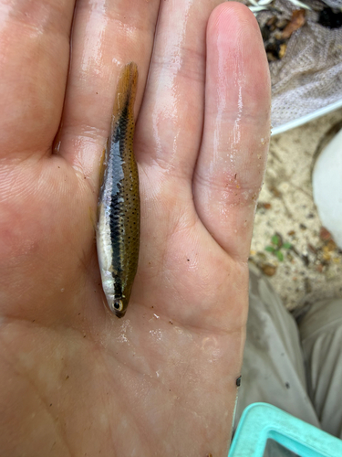 Blackspotted Topminnow