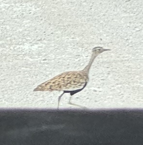 Red-crested Bustard