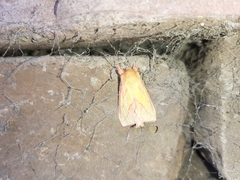 Hyparpax aurora