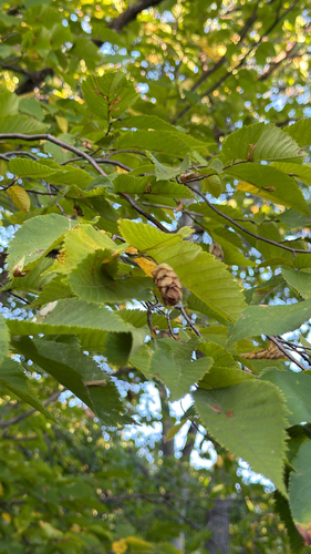 American hophornbeam