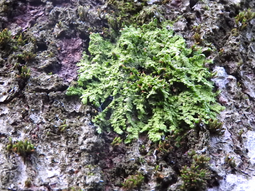 Flat-leaved Scalewort