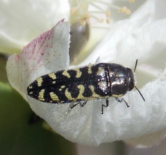 Acmaeodera solitaria