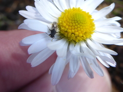 Metopoplax ditomoides