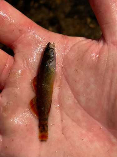 Redspot Darter