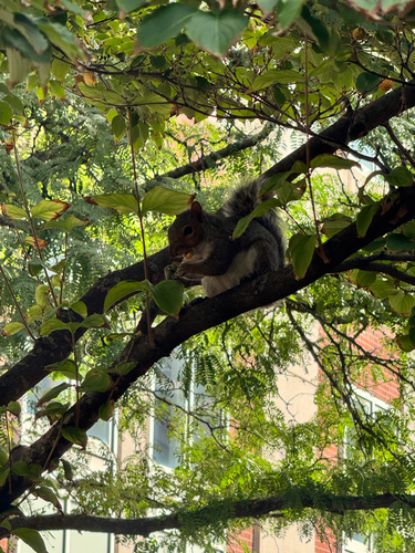 Eastern Gray Squirrel