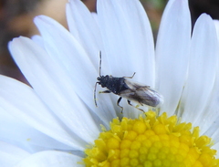 Metopoplax ditomoides