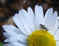 Metopoplax ditomoides