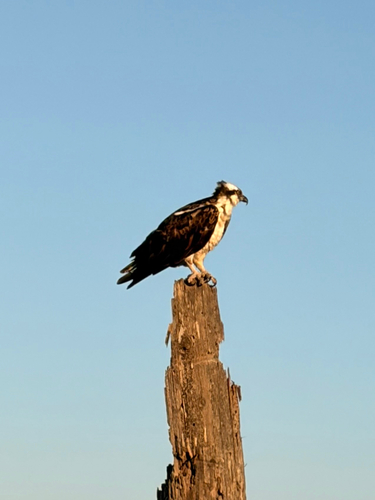 Osprey