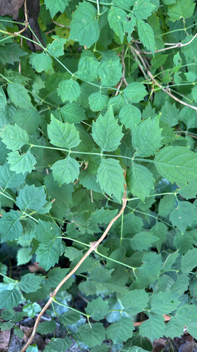 American trumpet vine