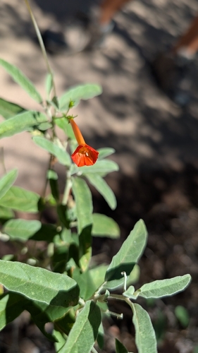Ipomoea cristulata, photograph 3
