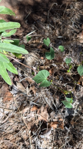 Ipomoea cristulata, photograph 4