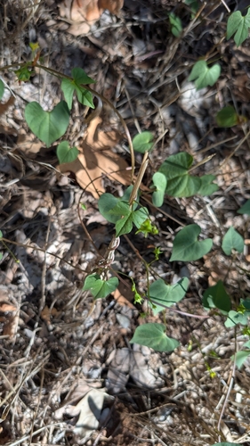 Ipomoea cristulata, photograph 5