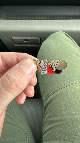 Spotted Lanternfly