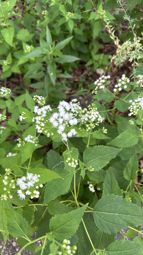 white snakeroot