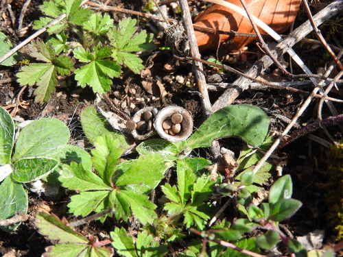 field bird's nest fungus