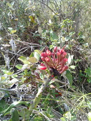 Tristerix longibracteatus