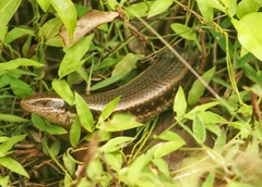 Eutropis lankae