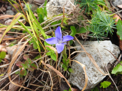 Fringe-flowered Gentian