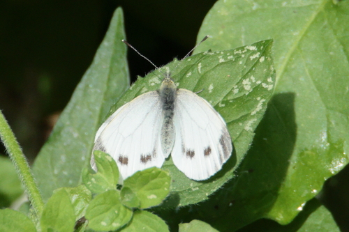 Green-veined White