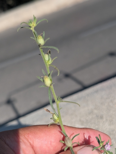 Misopates orontium, photograph 5