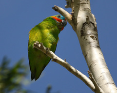 Cyclopsitta diophthalma