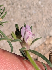 Misopates orontium, photograph author not stated, no rights reserved