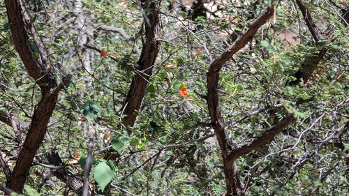 Ipomoea cristulata, photograph 6