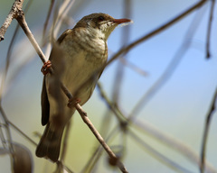 Ramsayornis modestus