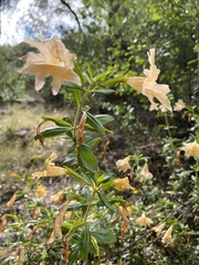 Diplacus grandiflorus