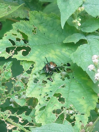 Japanese Beetle