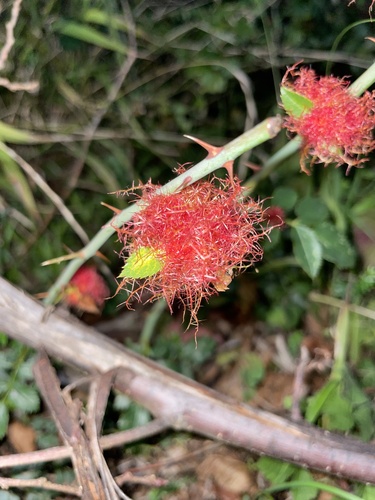 Mossy Rose Gall Wasp