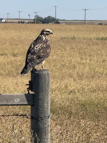 Swainson's Hawk