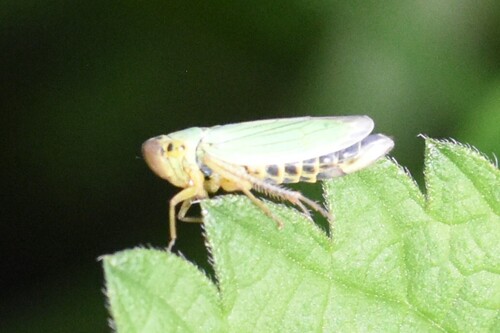 Green Leafhopper
