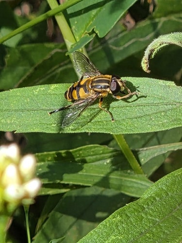 Narrow-headed Marsh Fly