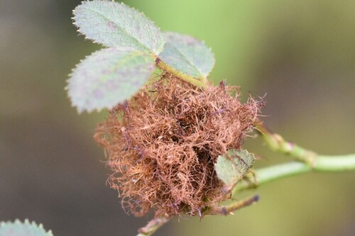 Mossy Rose Gall Wasp