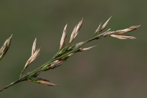 Lolium pratense observed 2026-09-17