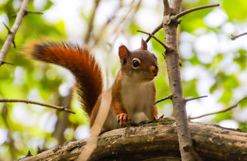 American Red Squirrel