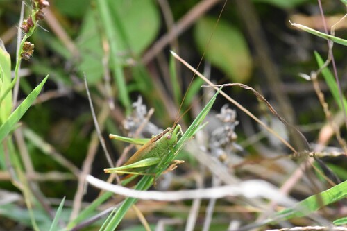 Long-winged Conehead