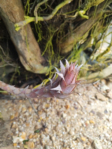 Bromelia antiacantha