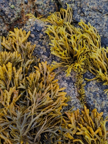 Channelled Wrack
