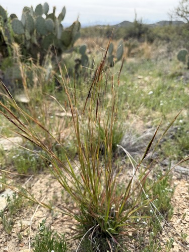 Heteropogon contortus, photograph 2