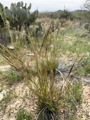 Heteropogon contortus, photograph (c) Matt Berger, some rights reserved (CC BY)