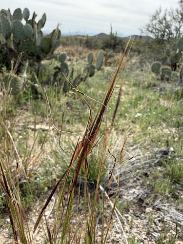 Heteropogon contortus, photograph 1