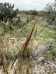 Heteropogon contortus, photograph (c) Matt Berger, some rights reserved (CC BY)